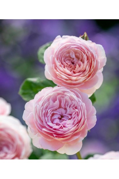 Бутони троянди Queen of Sweden біло-персикові